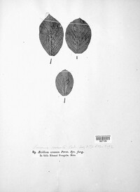 Puccinia coronata image
